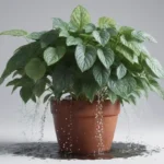 Cómo cuidar la planta del dinero